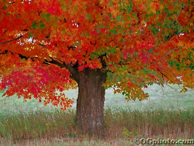 autumnmaple1.jpg