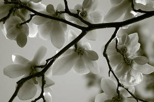 magnolia_jpg_w300h200.jpg